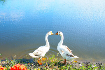 White geese lovebirds are non-flying creatures, preferring to live in gardens near swamps.