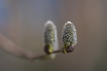 Two catkins on a branch against blurred brown background in the spring