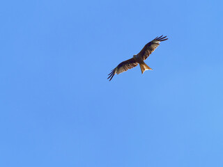 Rotmilan, Milvus milvus