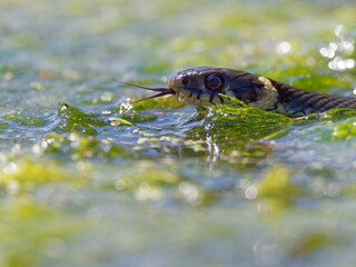 Ringelnatter, Natrix natrix