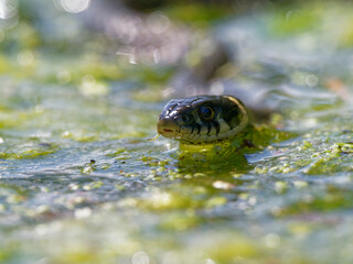 Ringelnatter, Natrix natrix