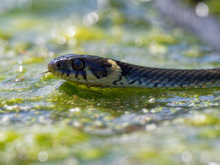 Ringelnatter, Natrix natrix