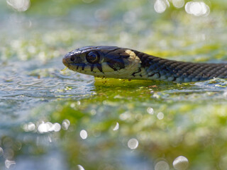 Ringelnatter, Natrix natrix