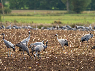 Eurasischer Kranich; Grauer Kranich; Grus grus