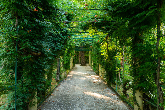 Alley of tropical climbing plants in a park
