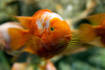Big colorful Koi carp fish in a aquarium