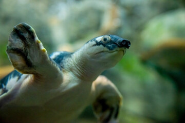 Pig-nosed turtle or Carettochelys insculpta, also known as the Fly River turtle