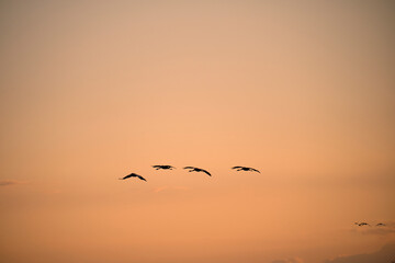 Kranich, Grus grus, Grauer Kranich, Eurasischer Kranich im Abendlicht