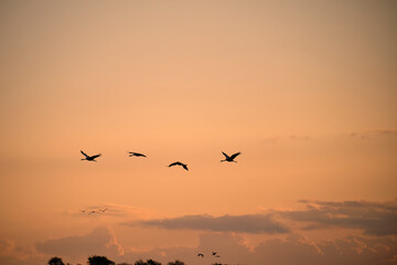 Kranich, Grus grus, Grauer Kranich, Eurasischer Kranich im Abendlicht
