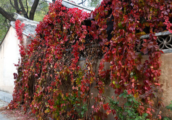 Red leaves of creeper climbing the house
