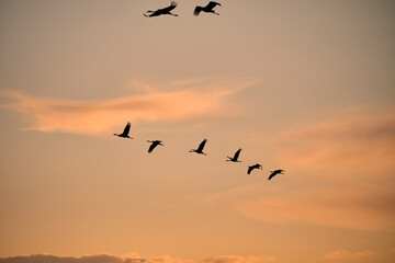 Fototapeta premium Kranich, Grus grus, Grauer Kranich, Eurasischer Kranich im Abendlicht