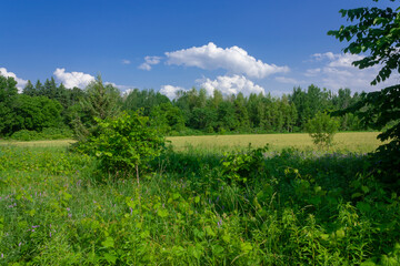 Fototapeta na wymiar A field in the summer