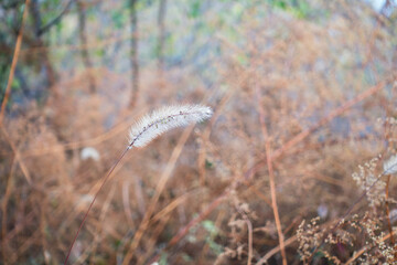 Dog's Tail Grass in Late Autumn