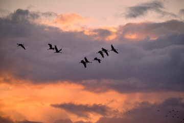 Kranich, Grus grus, Grauer Kranich, Eurasischer Kranich im Abendlicht