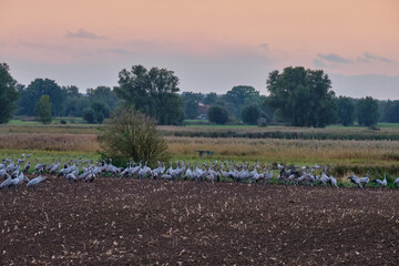 Kranich, Grus grus, Grauer Kranich, Eurasischer Kranich im Abendlicht