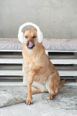 Red-haired shepherd dog with white fur headphones on the neck on the porch in winter