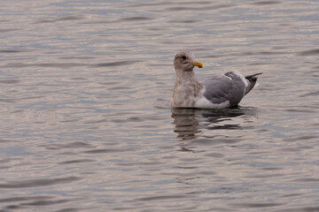 Seagull swimming about checking things out.