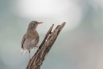 The common blackbird on branch (Turdus merula)