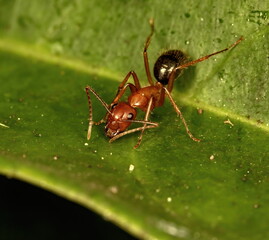A macro photograph of a red an black Florida Carpenter ant on a green leaf.