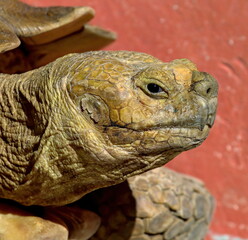 Tortoise head with coral color background.
Testudinidae.