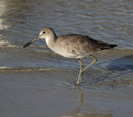 Willet sandpiper wading the shoreline at Ft. De Soto Park in St. Petersburg, Florida.