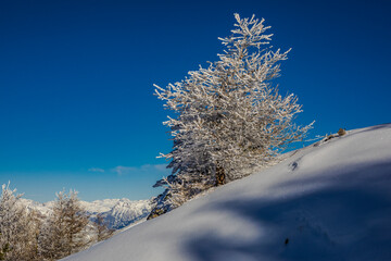 Sapins recouvert de neige et de givre, Hautes Alpes, France