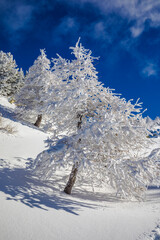 Arbres enneigés et givrés après une tempête de neige, Hautes Alpes, France