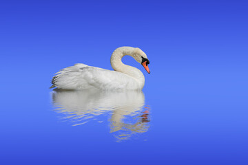 Swan isolated on a blue surface.