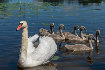 Swans on a lake.