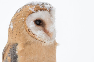 The Barn owl under snowflakes (Tyto alba)