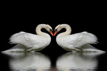 Swans on a black surface.