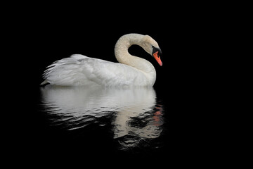 Fototapeta premium Swan on a black surface.