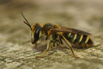 This French mining bee, Andrena variabilis, specializes on collecting polen from Field eryngo (  Eryngium campestre  )
