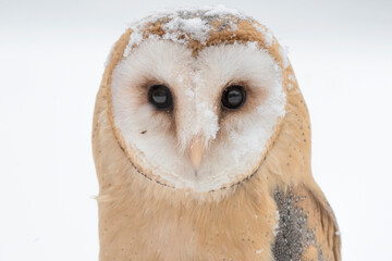 Extreme closeup of Barn owl under snowfall (Tyto alba)