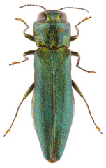 Agrilus angustulus is a species of jewel beetles of the family Buprestidae. Dorsal view of metallic green wood-boring beetle isolated on white background.