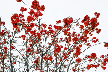 Red mountain ash berries covered in snow