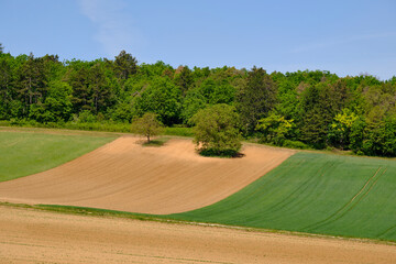 Landschaft im Naturschutzgebiet Grainberg-Kalbenstein bei Karlstadt, Landkreis Main-Spessart, Unterfranken, Bayern, Deutschland