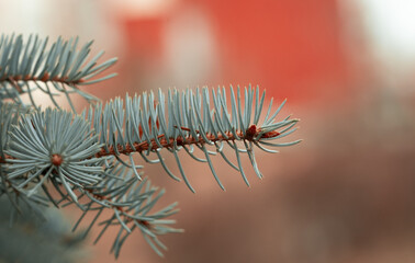 Blue spruce branches close up