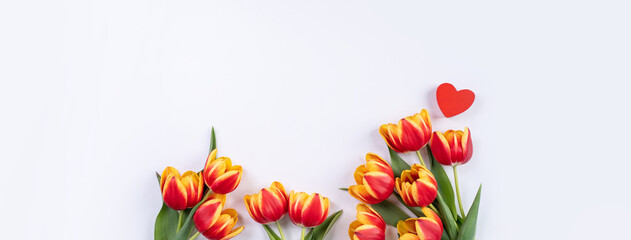 Tulips on white background of copy space, concept of Mother's day.