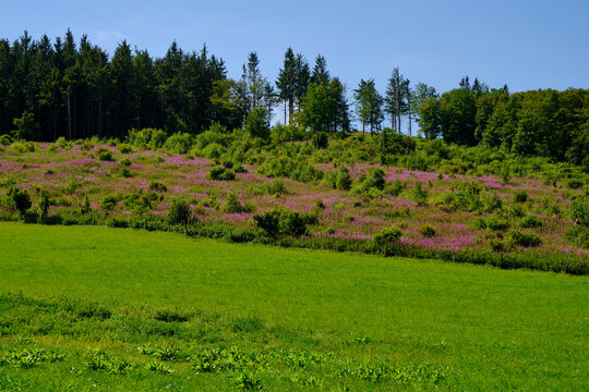 Landschaft am Schwedenwall im Biosh&auml;renreservat Rh&ouml;n zwischen Hessischer Rh&ouml;n und Bayerischer Rh&ouml;n, Deutschland