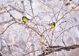 Two Tits in winter. Little birds sitting on the branches of birch covered with frost
