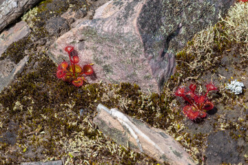 Drosera monticola, an endmic Sundew in the Stirling Range, north of Albany in Western Australia