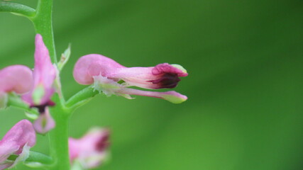 Fumaria officinalis