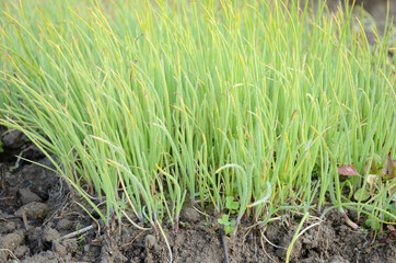 bunch the ripe green onion plant seedlings in the farm.