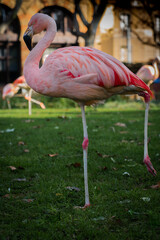 Flamingo at the zoo