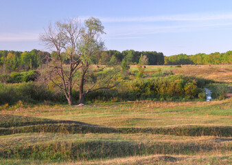 Autumn tree in the morning field