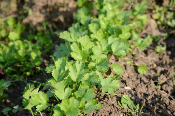 the ripe green coriander plant seedlings in the garden.