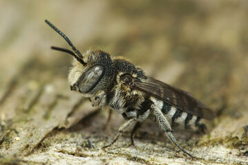 Cuckoo-leaf-cutter Bees are cleptoparasites on other bees in the Megachilidae family. They males (like this one) are difficult to identify to the species level
