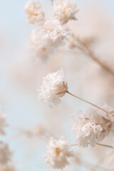 Obraz Białe Kwiaty