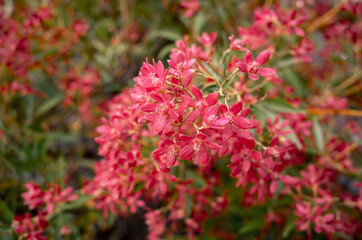 Obraz premium pink flowers in the garden
